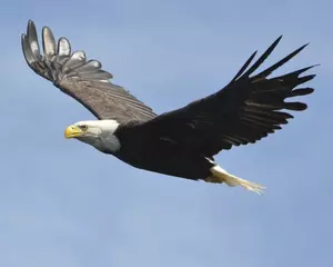 Eagle Population in NE Iowa Continues to Grow