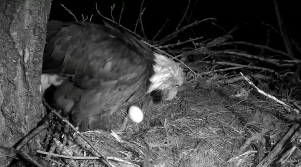 New Egg Laid at the Decorah Eagle Nest, See Live Feed Now