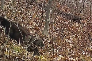 Rare Sighting of Predatory Mammal in NE Iowa