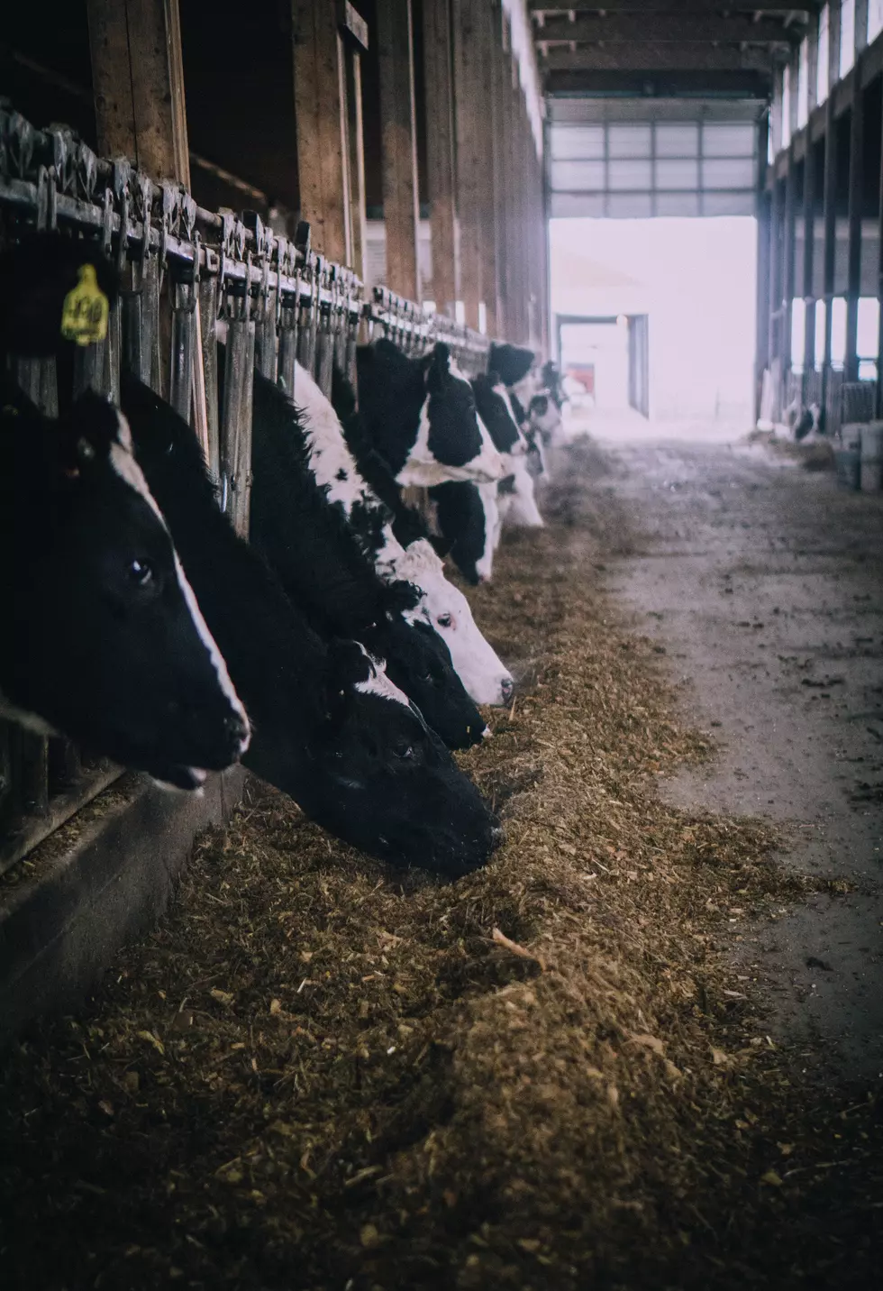USDA: U.S. Dairy Herd Growing, Milk Production Climbing [Ag News]