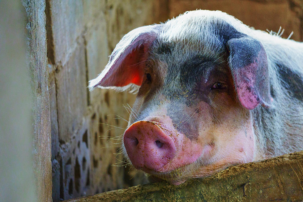 Iowa Pork Producers Are Preparing For Pork Congress