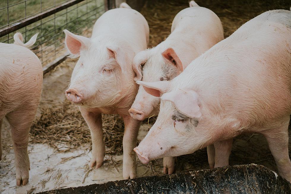 New Iowa Pork Producers President Highlights 2022 Goals