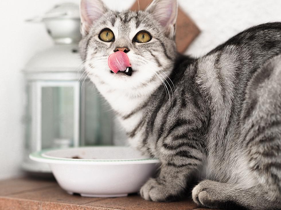 Why Iowa Cat Owners Haven&#8217;t Been Able To Find Some Pet Foods