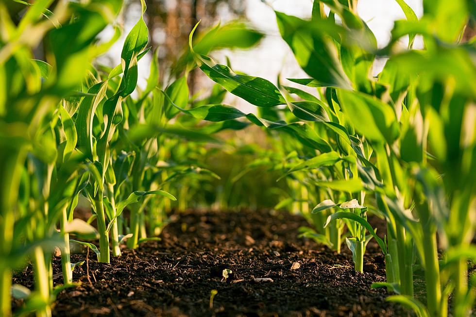 Iowa Corn Growers Raise Concern Over Possible Tariff