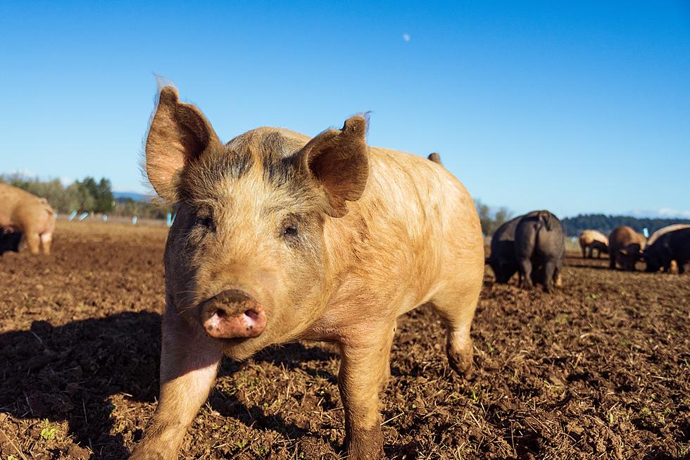How New Pork Markets Can Benefit Iowa Farmers
