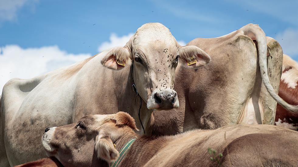Flies Are Causing Economic Losses For Iowa Cattle Producers