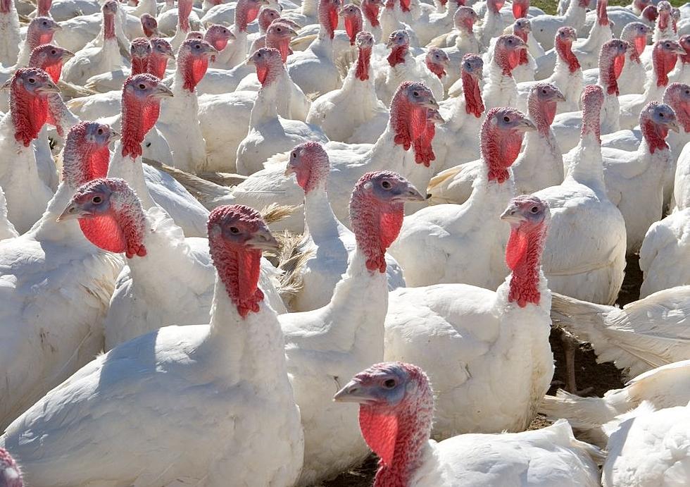 After A Two Week Hiatus, Bird Flu Confirmed In Northeast Iowa