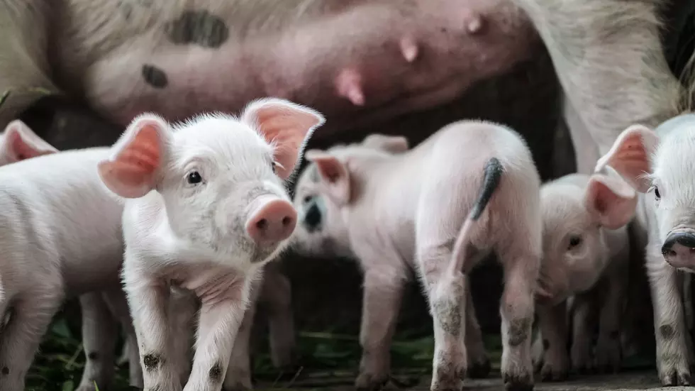 Iowa Pork Numbers Are Up While Farmers Are Down