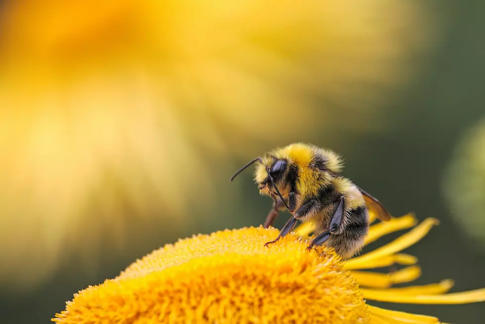 Iowans Trying To Help Bees Could Actually Be Doing The Opposite