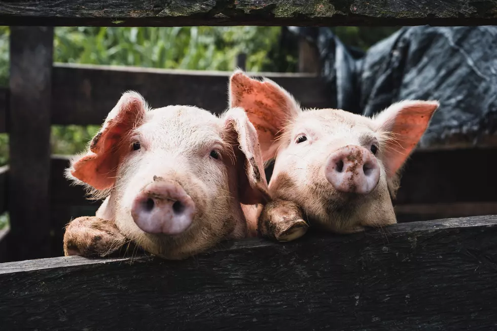 The World’s Largest Pork Show Is Underway In Iowa