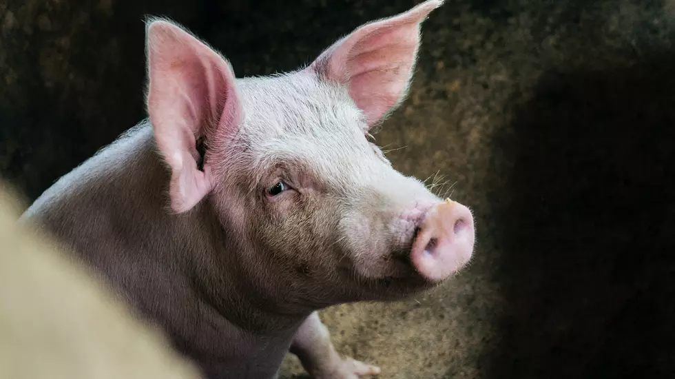 Iowa Woman Pleads Not Guilty After Being Found With Over 1,000 Dead Pigs