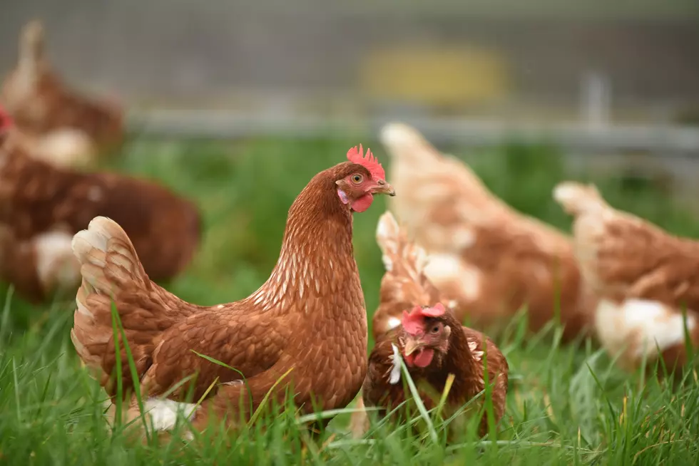 Bird Flu Continues To Spread A Second Time Through Iowa