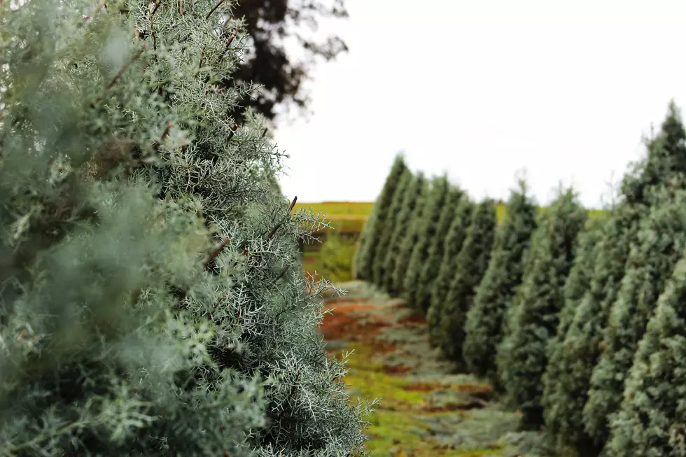 Iowa’s Christmas Tree Season Will Come With Its Challenges This Year