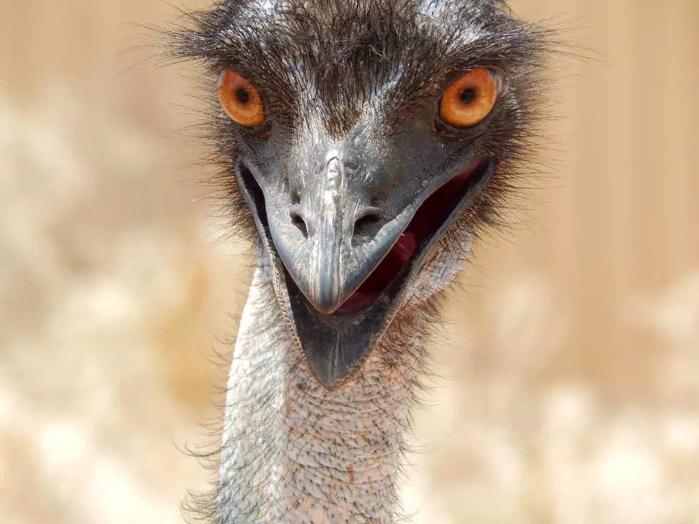 Farmers Warn Iowans That Emus Are More Than Just Cute