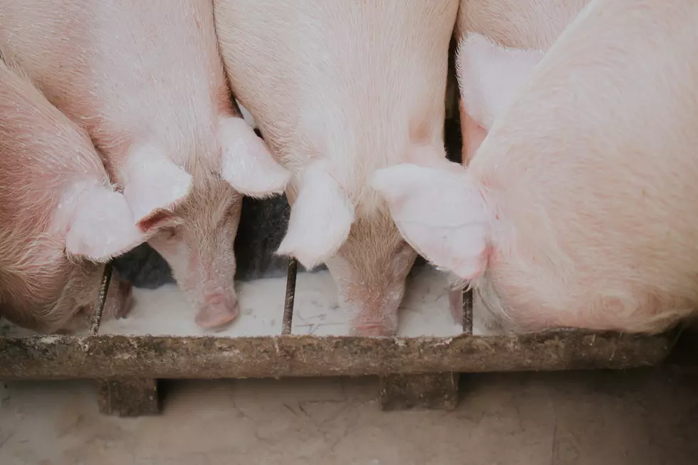 October Pork Exports Largest in 16 Months