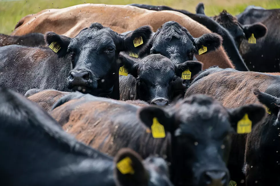 Iowa Farmers May Need To Re-Domesticate Their Cattle