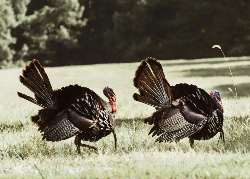 Iowa Turkeys Show Off Hidden Athletic Ability [WATCH]