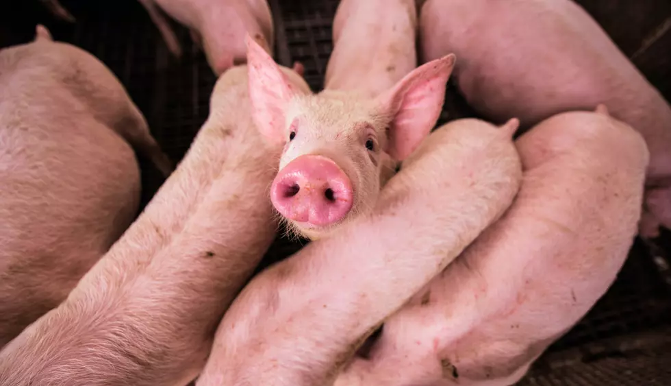 New Iowa Pork Producers Program Embodies “Iowa Nice”