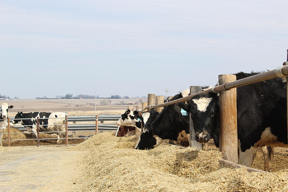 Farm Feature: Building A New Dairy Legacy In Iowa