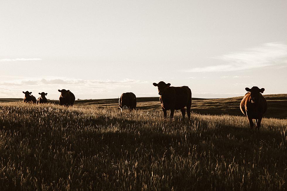 Iowa Cattleman Starts New State Livestock Group