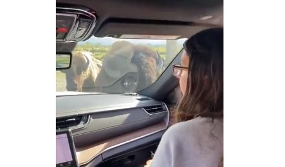 Iowa Girl Gets a Big Surprise During a Wildlife Encounter Trip [VIDEO]