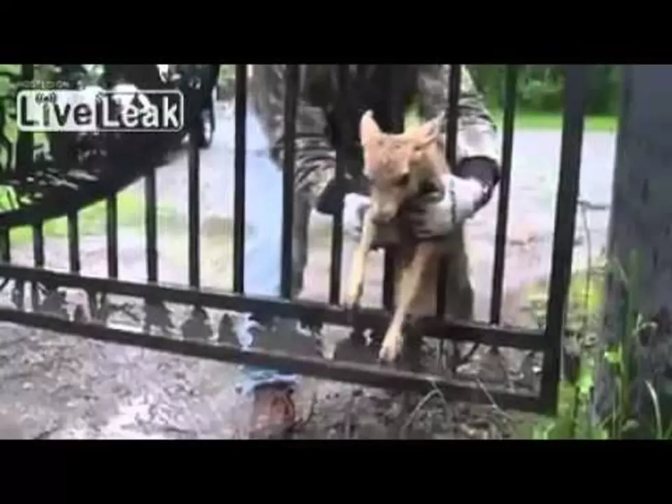 Baby Deer Gets Helping Human Hand  [VIDEO]