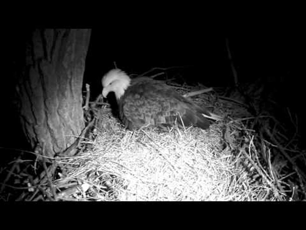 The First Egg Has Appeared In the Decorah Eagle Nest