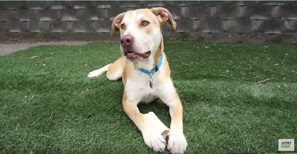 Meet Mufasa, the Energetic Pup From Last Hope [VIDEO]
