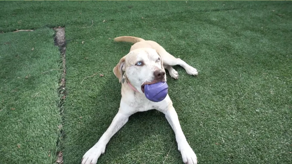 Meet Clover The Playful Lab Mix From Last Hope Animal Rescue [VIDEO]