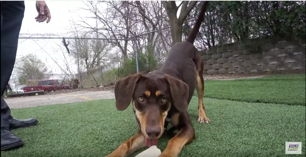 Meet Jessa, the Adorable Doberman Pup From Last Hope [VIDEO]
