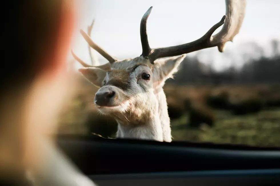 Fascinating: Legality of a ‘Hit and Run’ With a Deer in Iowa