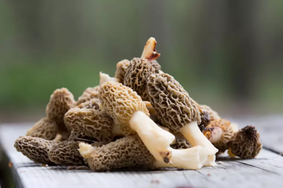 Check Out This ENORMOUS Morel Mushroom Found in Missouri [PHOTO]