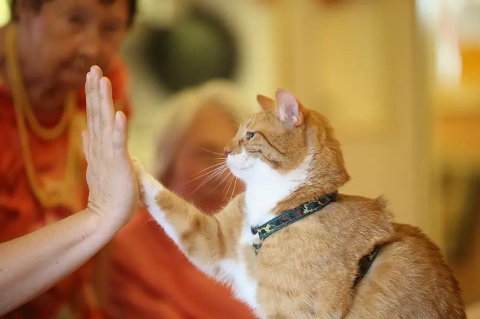 We Love Animals Because They Put A Smile On Our Face, And These Two Cats Do Just That [VIDEO]