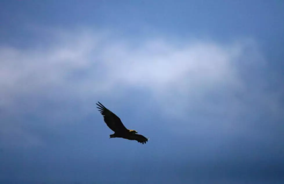 Amazing Footage of Eagle in Flight [WATCH]