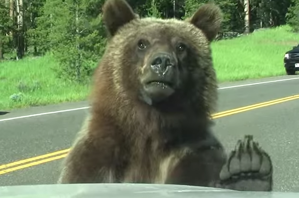 Grizzly Bear Gives Family Thrills & Scare [VIDEO]