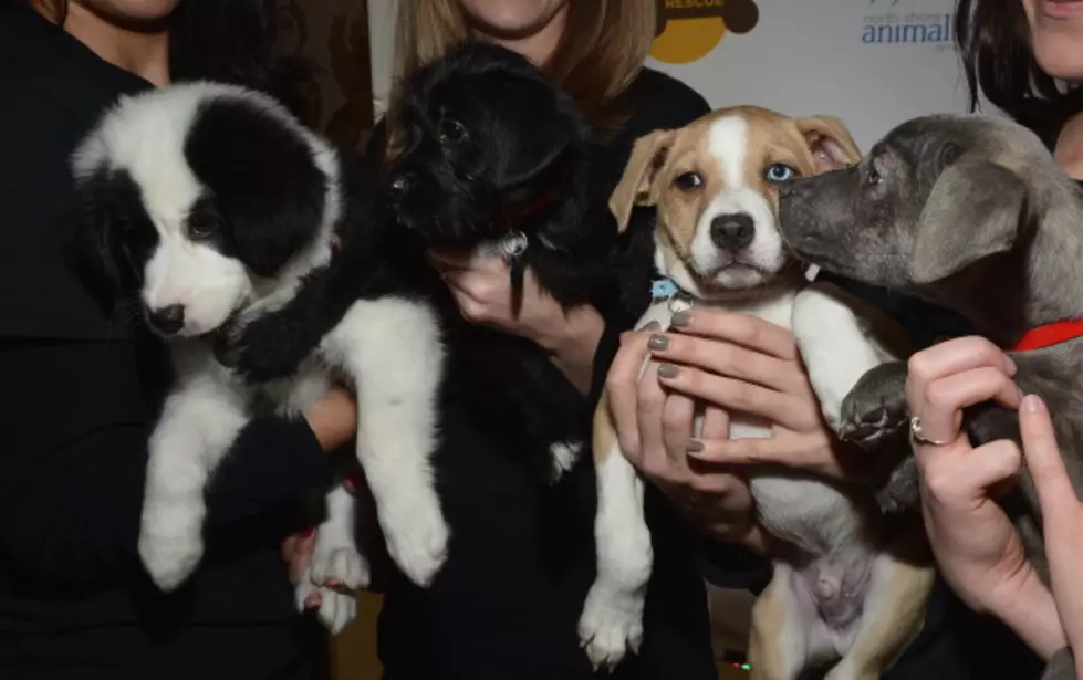 Video Proves that Nothing is Cuter than Puppies and Babies