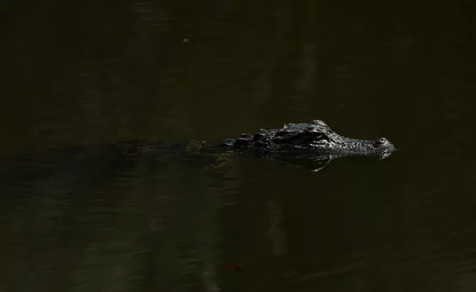 [UPDATED] Alligator Drags Away 2-Year-Old Boy At Disney Resort