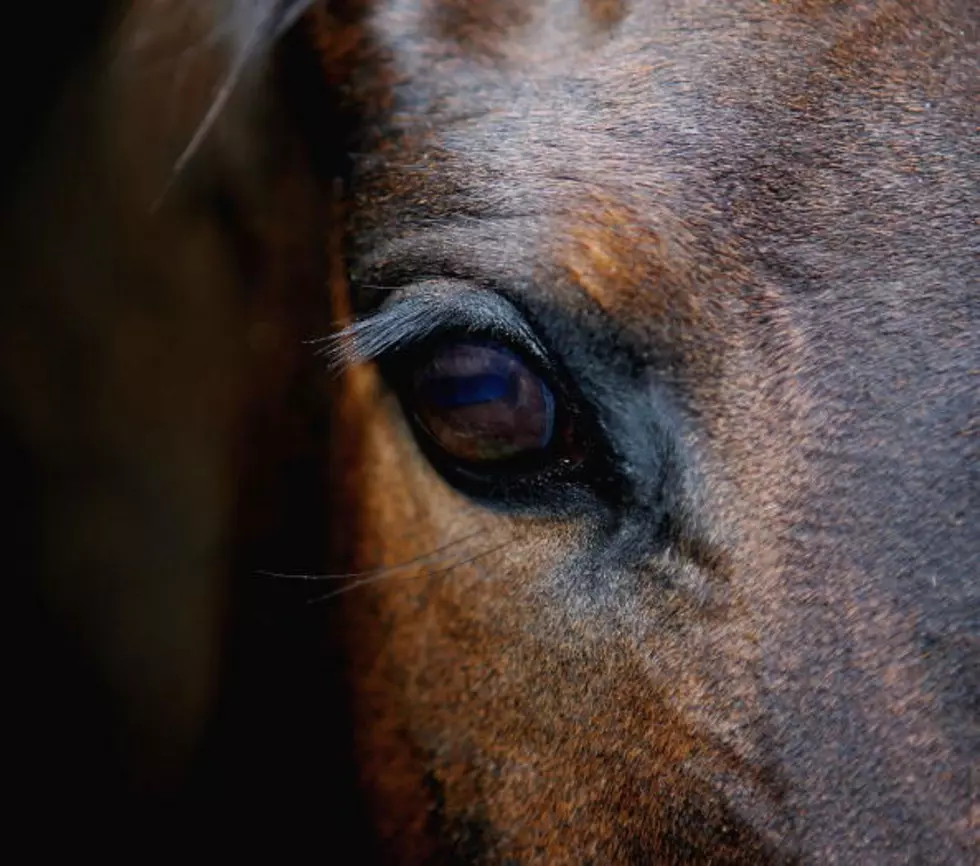 This Horse Loves Using his Human as a Pillow [VIDEO]