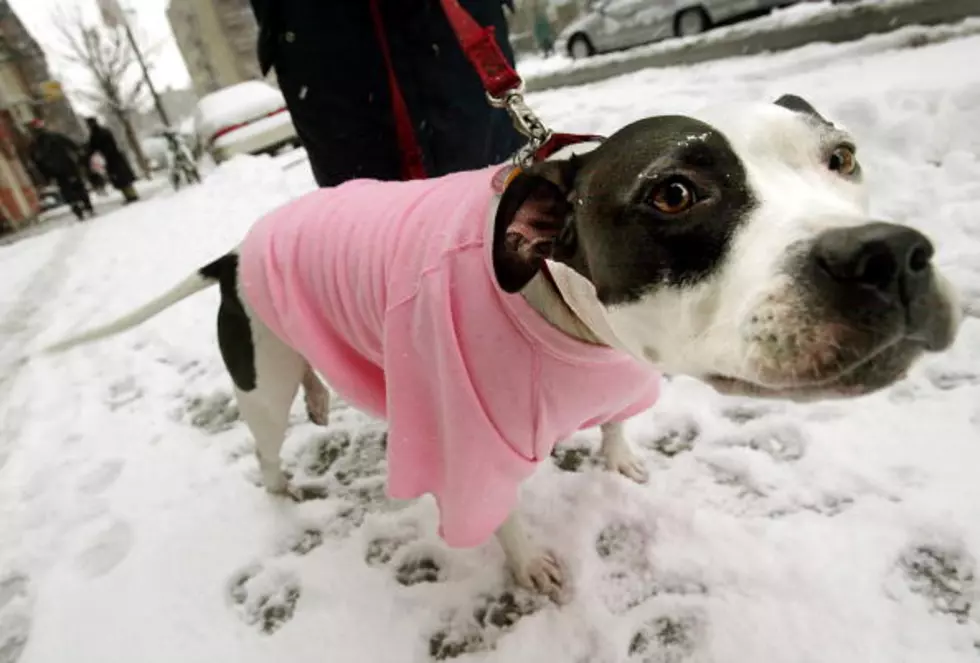 Tips On Keeping Your Pets Safe In Cold Weather