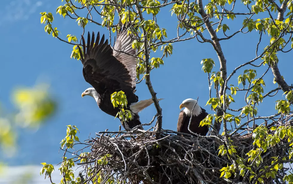 Eagle Eggs Hatching in Decorah [WATCH]