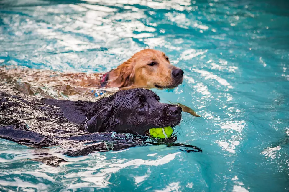 Sign Up Your Dog For Cedar Rapids Swimming Event