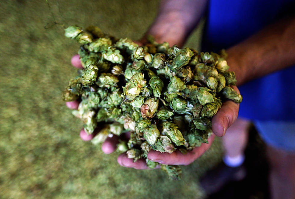 Popularity Of Craft Beer Means New Crop for Iowa Farmers