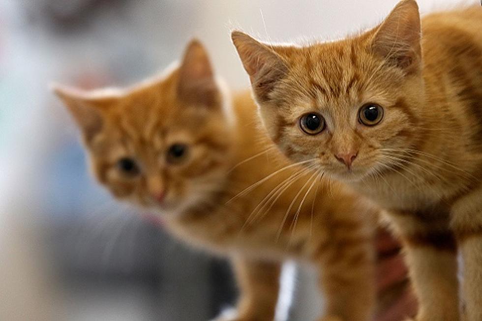 300 Cats Found in Iowa Home, 200 of Them Dead