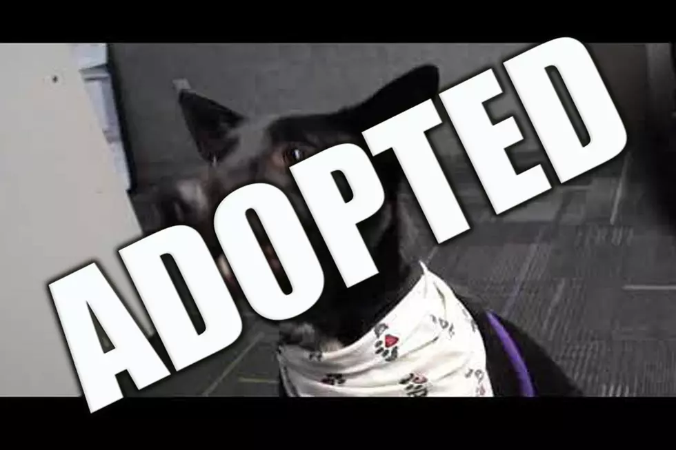 Up For Adoption: "Jet" [VIDEO]