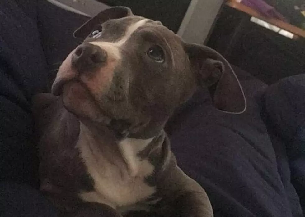 [UPDATED] 10-Week-Old Stolen Puppy Back At Corridor Home