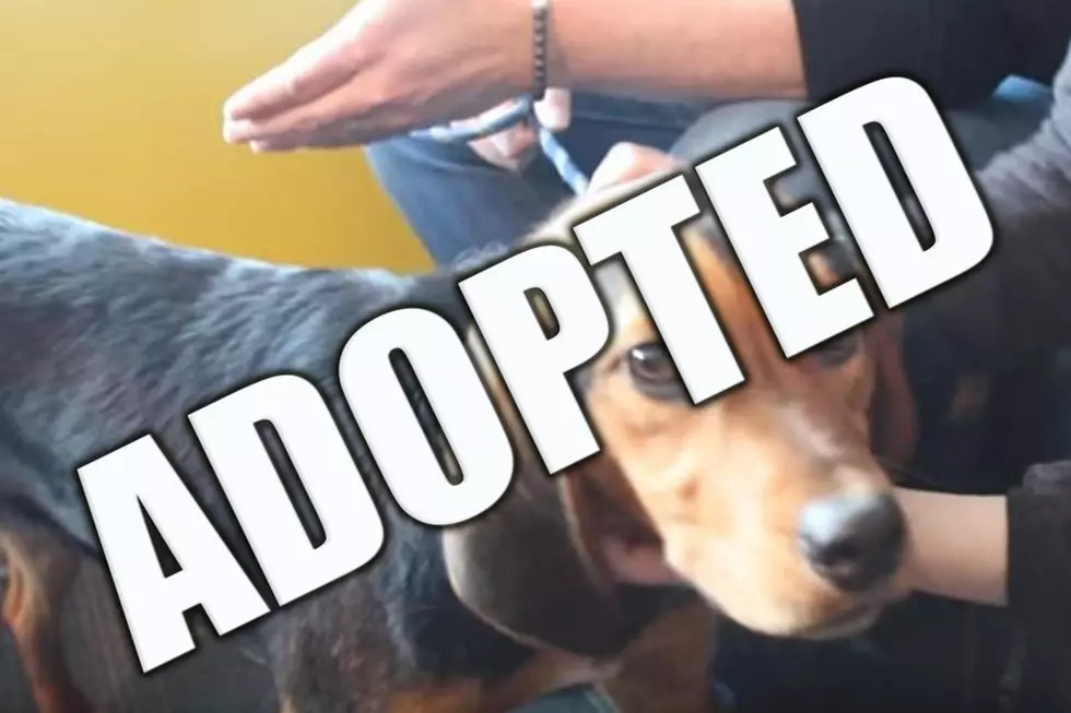 For Adoption: Meet Shenzi, The Floppy Eared Pup