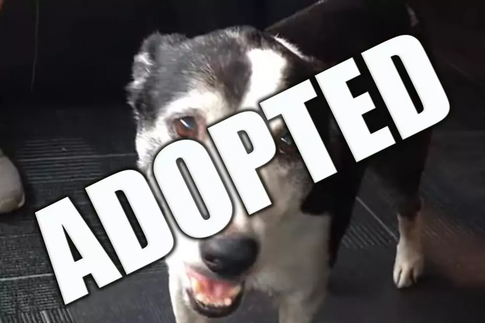 Meet Harley, The Senior Dog Who’s Not Done Having Fun [VIDEO]