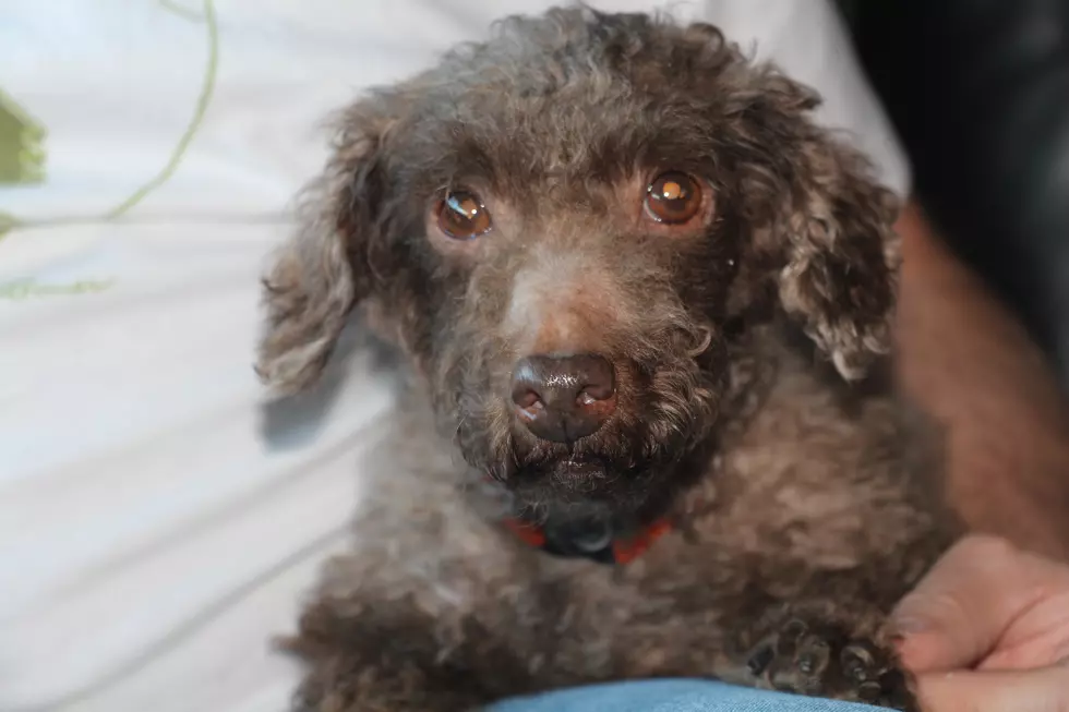 Our Furry Friday Dog Has Been Through A Lot [VIDEO]