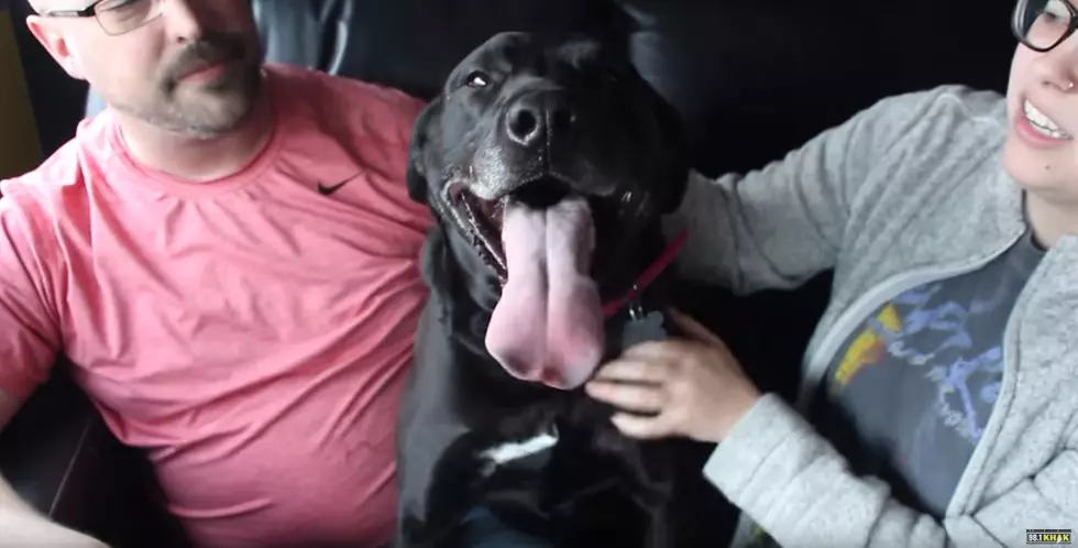 Fiona Is The Lab Your Family Has Been Looking For! [VIDEO]