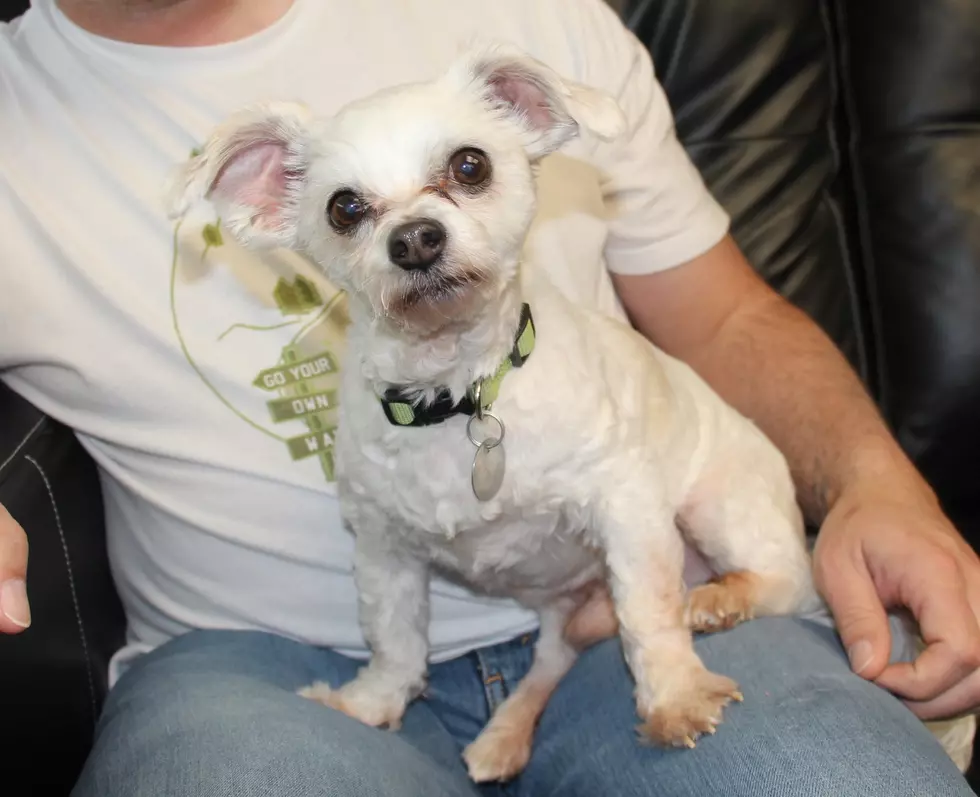 Our Pal Teddy Will Give You ‘Neverending’ Love! [VIDEO]